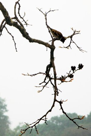 Võng du Thục sơn Ma quân 