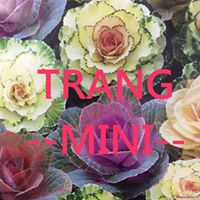 Trang Mini
